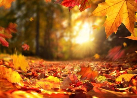 Herbst-Bilder-Natur-Herbst-Bilder-Fotos-WhatsApp-Status